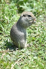 ground squirrel eats bread on the background of a green meadow tract Dzhily su Russia