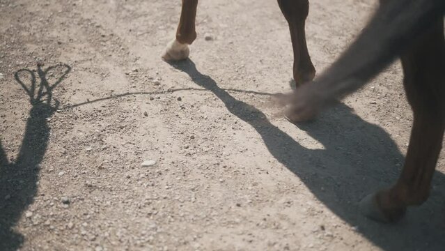 Horse walking getting led by cowgirl. Beautiful horse walking outside. Horses walking around an arena. Equine round pen with horse in it. Girl leading horse around.