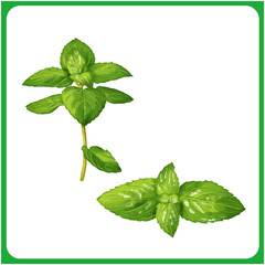 手描き水彩のペパーミントイラスト02 © Nyolon