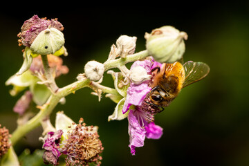 Macro photography of a bumblebee