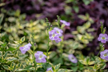 Close up photo of Pink Trumpet Vine flower in park and blurred background.	