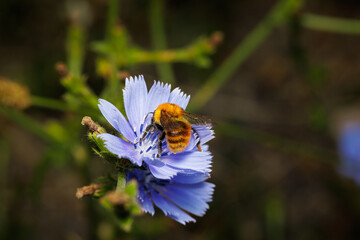 Obraz premium Macro photography of a bumblebee