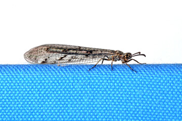 Libelle auf Wandbild