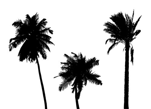 Black Silhouette of palms isolated on white background. Three coconut palms  tree. Vector illustration.