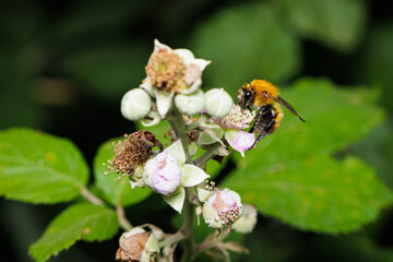 Macro photography of a bumblebee