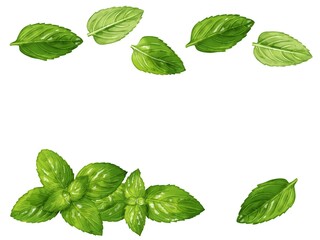 手描き水彩のペパーミントイラスト長方形フレーム・上下 © Nyolon