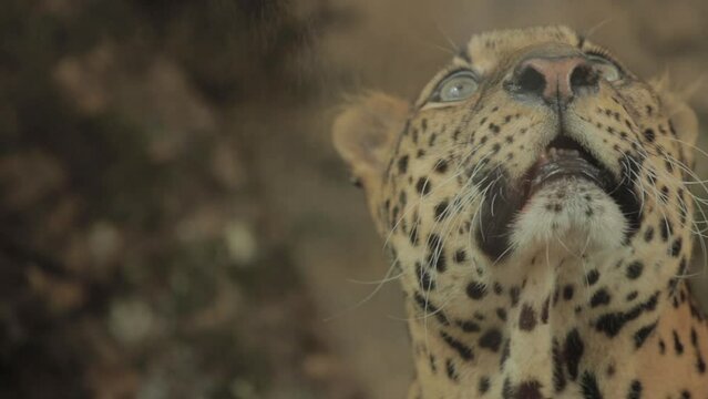 Endangered Macan Tutul Jawa Javan Leopard Panthera Carnivora in Java Indonesia