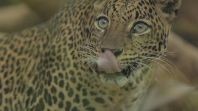 Endangered Macan Tutul Jawa Javan Leopard Panthera Carnivora in Java Indonesia