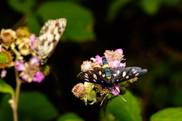 Macro photography of a butterfly