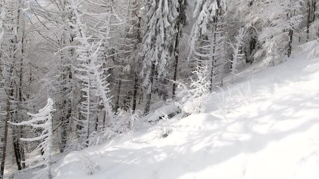 passing by beautiful winter snowed forest in mountains