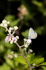 Macro photography of a butterfly