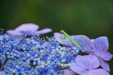 あじさいとカマキリ