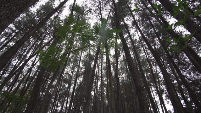 Pine Trees Pinus merkusii at Forest Park in Bandung West Java Indonesia