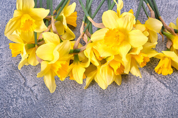 Fresh yellow narcissus, daffodils flowers on a bright blue background. Top view, flat lay, copy space, close up
