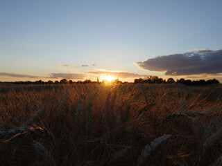 Obraz premium Kornfeld Erntezeit Sonnenuntergang