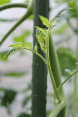 トマトの脇芽です。