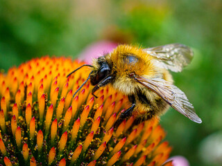 Hummel an Nektar saugen