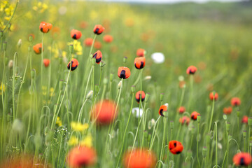 Red field poppies, close up. Summer wildflowers.