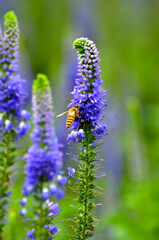 blosoming pink flowers in summer