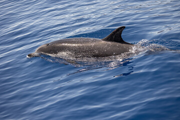 Zügeldelfine mit Jungtier im Ozean

Der Zügeldelfin oder auch Atlantischer Fleckendelfin ist eine Art der Gattung der Fleckendelfine, der im tropischen und subtropischen Atlantik vorkommt.