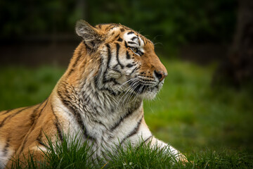 Tiger Portraits aus einem Zoo wo er sich sonnt