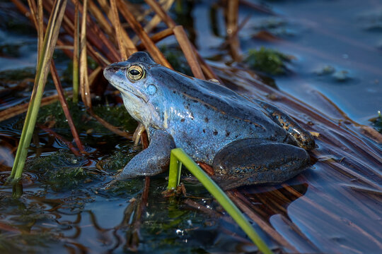 blaues Moorfrosch M&auml;nnchen
Naturspektakel blaue Fr&ouml;sche im Fr&uuml;hling
 
Zur Paarungszeit werden die Moorfrosch M&auml;nnchen f&uuml;r kurze Zeit blau im Pietzmoor Schneverdingen