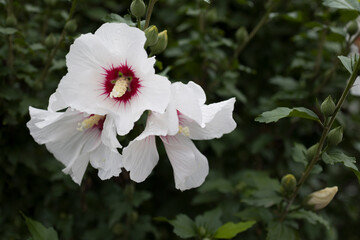 flower of purple hibiscus (Hibiscus rose sinensis) on green leaves of natural background. Close up view