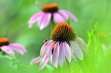 Fototapeta premium daisy flower