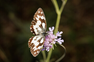 Macro photography of a butterfly