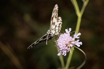 Macro photography of a butterfly