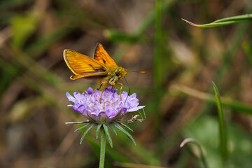 Macro photography of a butterfly