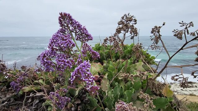 Purple limonium Sea lavender flower closee up by the coast of La jolla beach