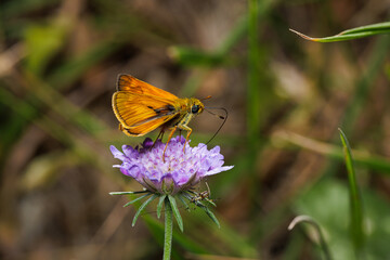 Macro photography of a butterfly