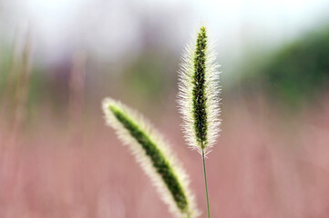 Foxtail flower