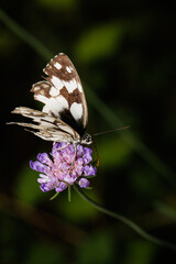 Macro photography of a butterfly