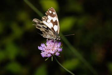 Obraz na płótnie Canvas Macro photography of a butterfly