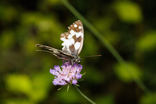 Macro photography of a butterfly