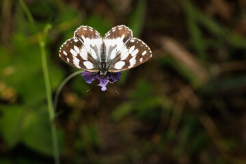 Macro photography of a butterfly