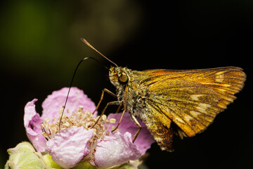 Macro photography of a butterfly