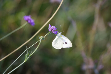 Macro photography of a butterfly