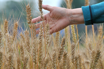 Fototapeta na wymiar hand holding wheat