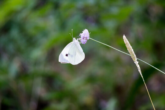 Macro photography of a butterfly