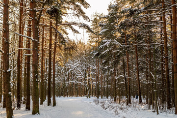Obraz premium beautiful winter background with a footpath through the pine forest