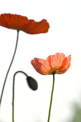 Naklejka premium blossoming poppy flower