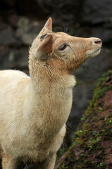 portrait of a goat