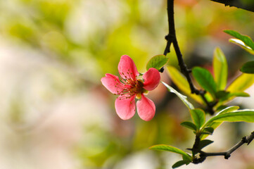 Obraz premium Chinese Flowing Crabapple