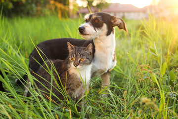 Cute cat and dog in green grass at sunset © New Africa