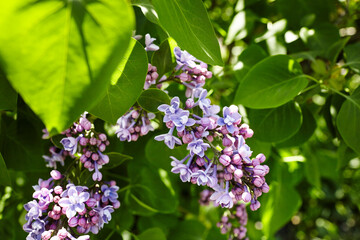 Beautiful lilac flowers branch on a green background, natural spring background. Blooming lilac bush with tender flower. Selective focus, blurred background