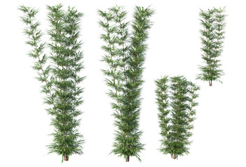 Eastern plants and plants with a white background