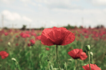Fototapeta premium Beautiful red poppy flower growing in field, closeup
